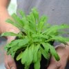 Sow Exotic African Dream Root (Silene Undulata Syn. Silene Capensis)