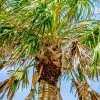 Sow Exotic Sabal Palm Tree (Sabal Palmetto) Tropical Fruit & Spice Trees