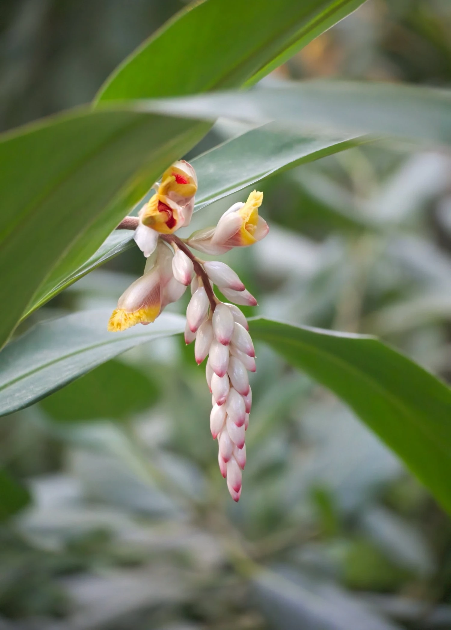 Sow Exotic Ginger, Yellow (Zingiber Officinale) Medicinal & Culinary Herbs 2 Sow Exotic Ginger, Yellow (Zingiber Officinale) Medicinal & Culinary Herbs