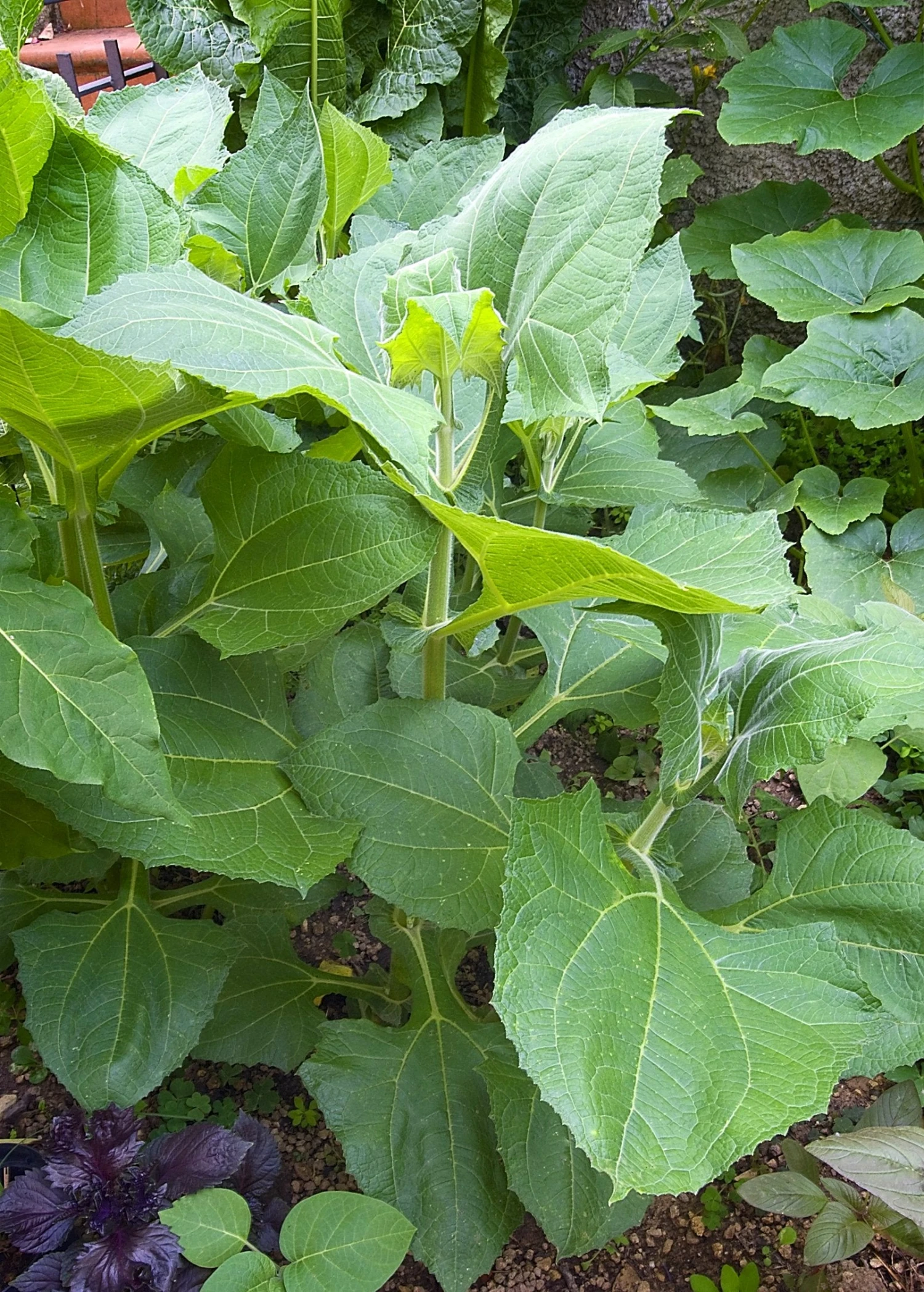 Sow Exotic Earth Apple, 'Purple' (Smallanthus Sonchifolius) Medicinal & Culinary Herbs 2 Sow Exotic Earth Apple, 'Purple' (Smallanthus Sonchifolius) Medicinal & Culinary Herbs