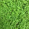 Sow Exotic Medicinal & Culinary Herbs Corsican Mint (Mentha Requienii)