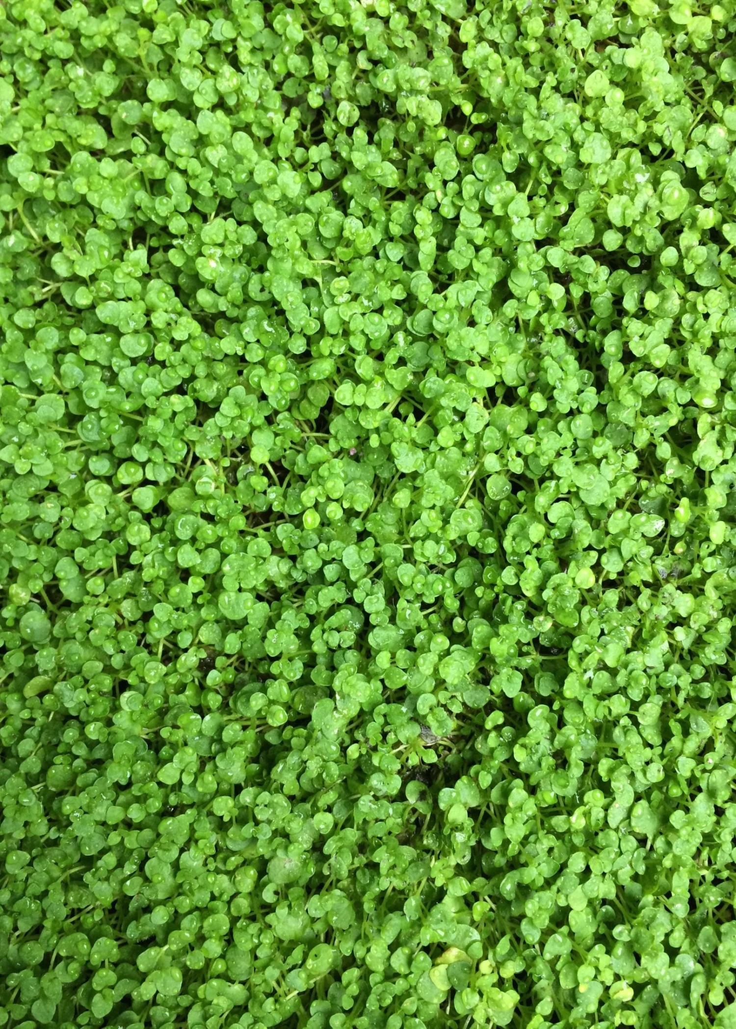 Sow Exotic Medicinal & Culinary Herbs Corsican Mint (Mentha Requienii) 1 Sow Exotic Medicinal & Culinary Herbs Corsican Mint (Mentha Requienii)