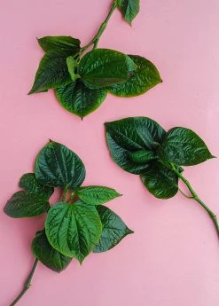 Sow Exotic Lolot (Piper Sarmentosum) Medicinal & Culinary Herbs 8 Sow Exotic Lolot (Piper Sarmentosum) Medicinal & Culinary Herbs