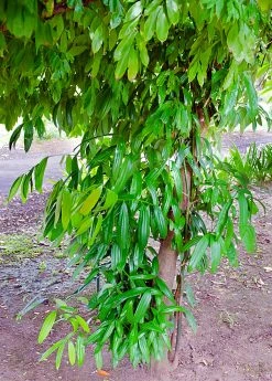 Sow Exotic Cinnamon (Cinnamomum Verum) Tropical Fruit & Spice Trees 7 Sow Exotic Cinnamon (Cinnamomum Verum) Tropical Fruit & Spice Trees