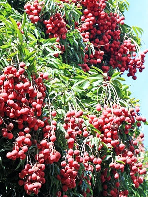 Sow Exotic Tropical Fruit & Spice Trees Lychee 'Mauritius' (Litchi Chinensis) 3 Sow Exotic Tropical Fruit & Spice Trees Lychee 'Mauritius' (Litchi Chinensis)