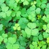 Sow Exotic Sushni (Marsilea Minuta) Medicinal & Culinary Herbs