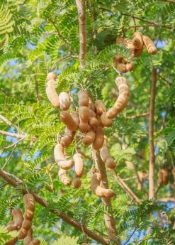 Sow Exotic Tamarind (Tamarindus Indica) Tropical Fruit & Spice Trees