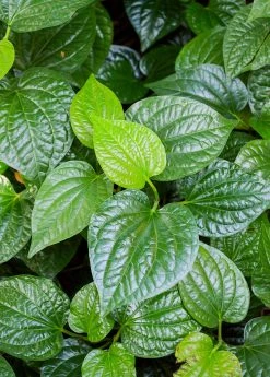 Sow Exotic Lolot (Piper Sarmentosum) Medicinal & Culinary Herbs 9 Sow Exotic Lolot (Piper Sarmentosum) Medicinal & Culinary Herbs