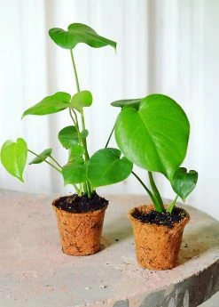 Sow Exotic Monstera Deliciosa, Swiss Cheese Plant Rare Fruiting Plants