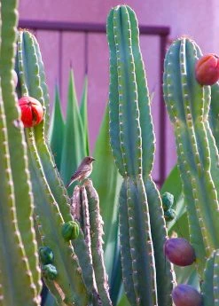 Sow Exotic Peruvian Apple Cactus (Cereus Repandus)