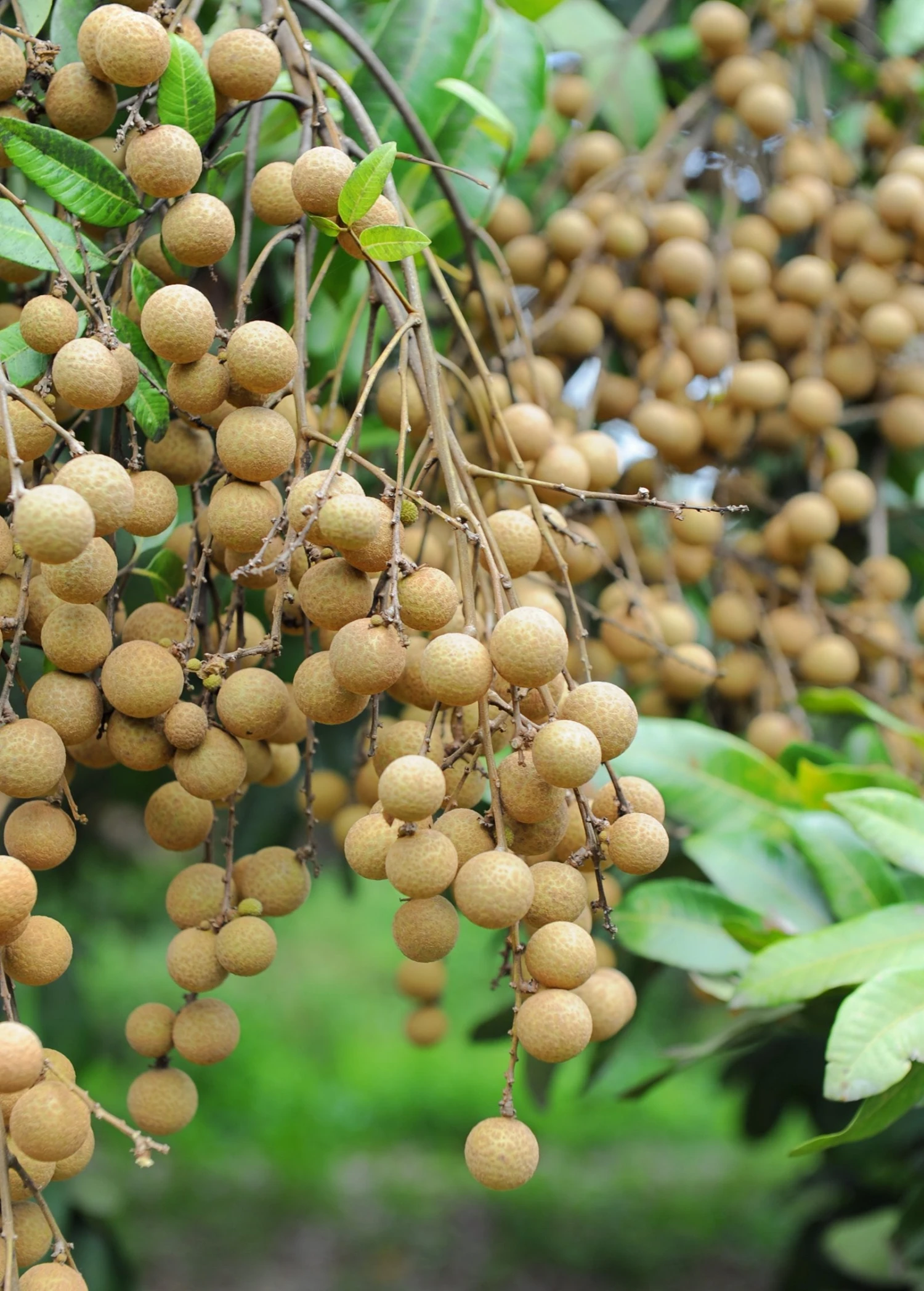 Sow Exotic Longan, 'Kohala' (Dimocarpus Longan) Tropical Fruit & Spice Trees 1 Sow Exotic Longan, 'Kohala' (Dimocarpus Longan) Tropical Fruit & Spice Trees