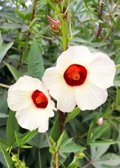 Sow Exotic Florida Cranberry (Hibiscus Sabdariffa)