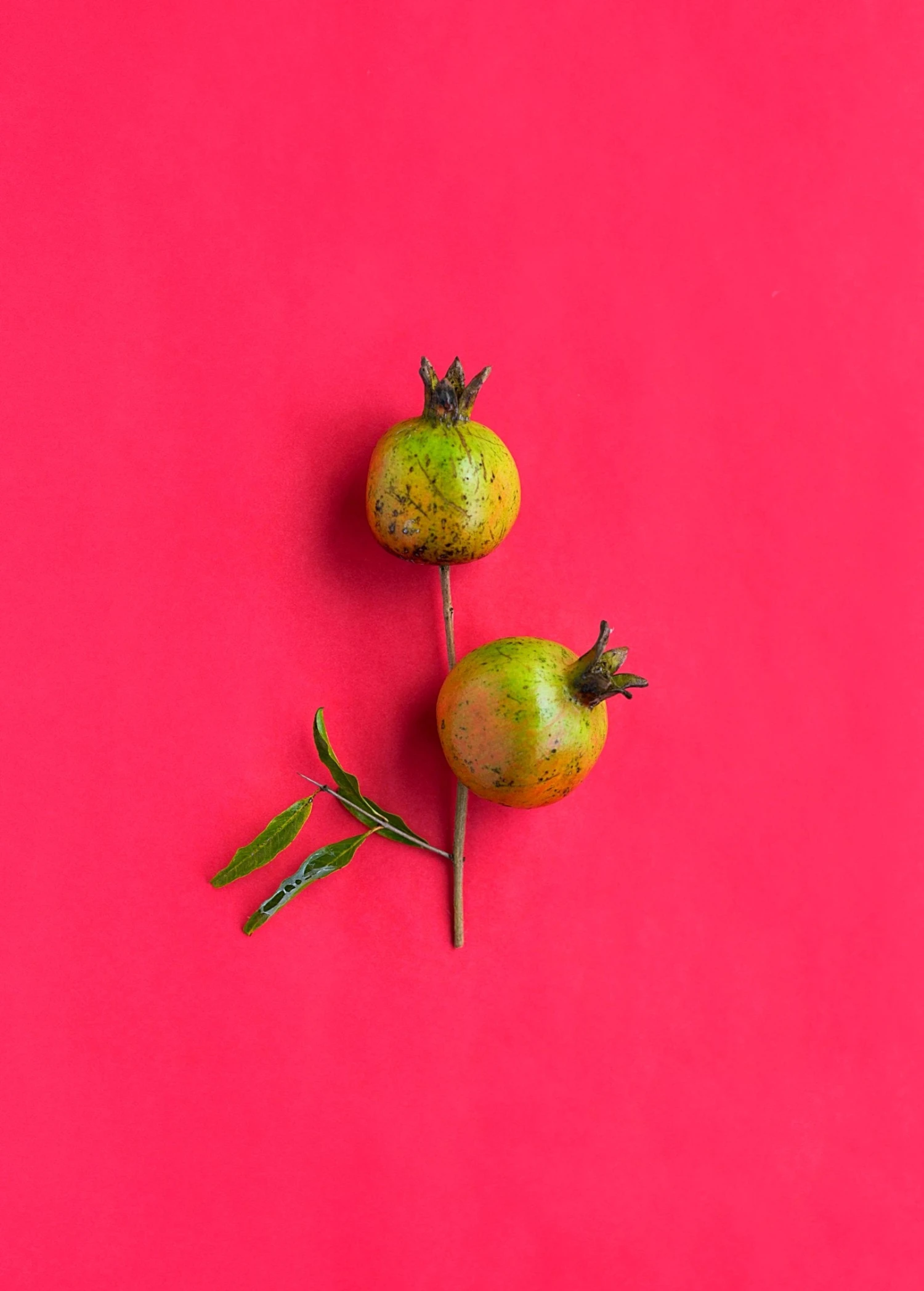 Sow Exotic Pomegranate 'Vietnamese Pink' (Punica Granatum) Tropical Fruit & Spice Trees 3 Sow Exotic Pomegranate 'Vietnamese Pink' (Punica Granatum) Tropical Fruit & Spice Trees