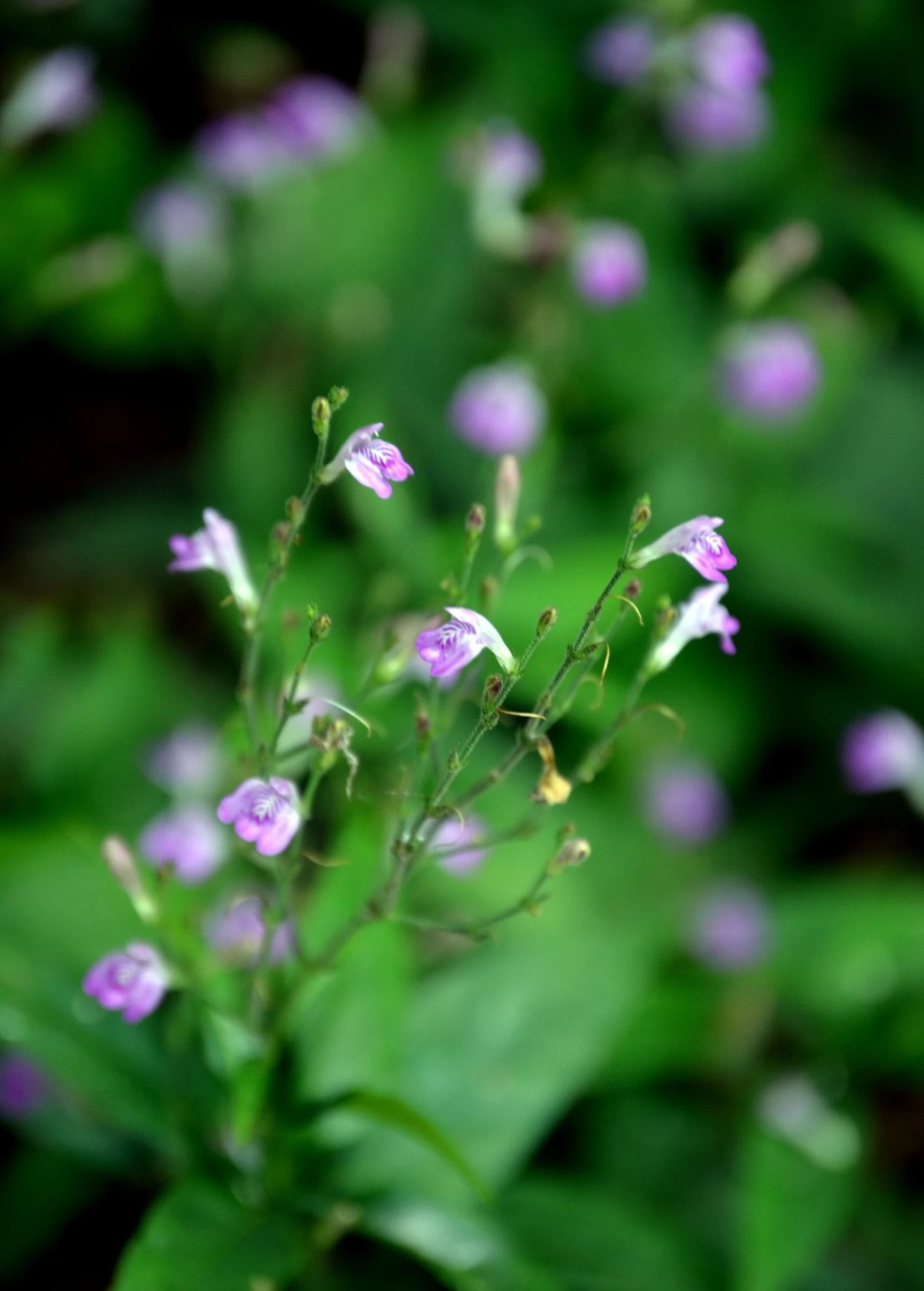 Sow Exotic Tilo (Justicia Pectoralis) 2 Sow Exotic Tilo (Justicia Pectoralis)