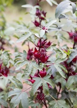 Sow Exotic Florida Cranberry (Hibiscus Sabdariffa)