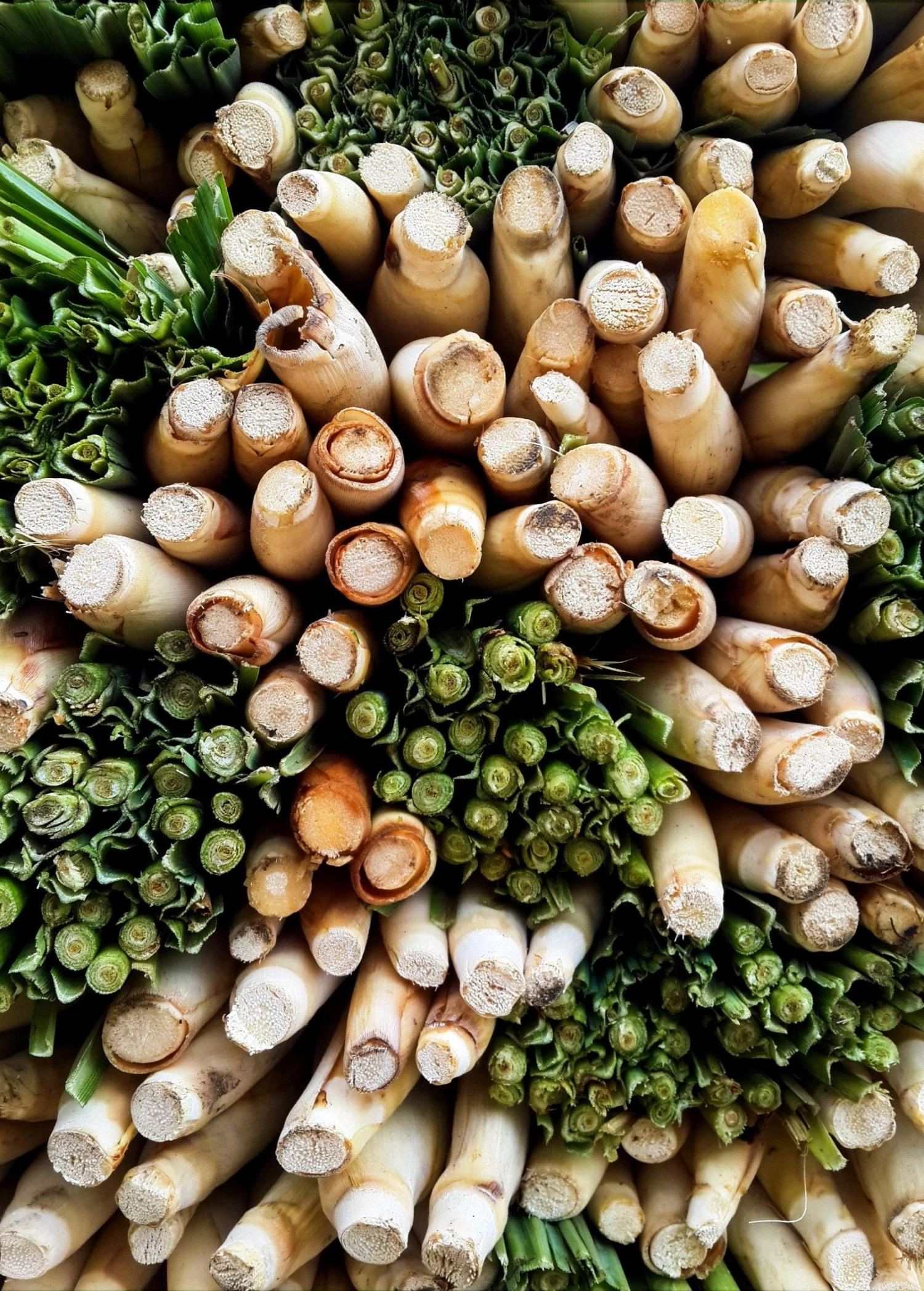 Sow Exotic Lemongrass (Cymbopogon) Medicinal & Culinary Herbs 2 Sow Exotic Lemongrass (Cymbopogon) Medicinal & Culinary Herbs