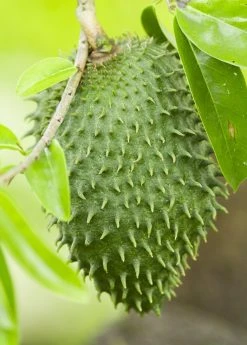 Sow Exotic Tropical Fruit & Spice Trees Soursop (Annona Muricata)