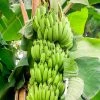 Sow Exotic Plantain 'Dwarf Puerto Rican' (Musa)
