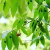 Sow Exotic Strawberry Tree (Muntingia Calabura) Tropical Fruit & Spice Trees