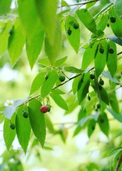 Sow Exotic Strawberry Tree (Muntingia Calabura) Tropical Fruit & Spice Trees