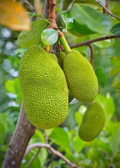 Sow Exotic Tropical Fruit & Spice Trees Jackfruit Seedling (Artocarpus Heterophyllus)