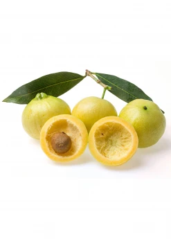 Sow Exotic Rose Apple (Syzygium Jambos)