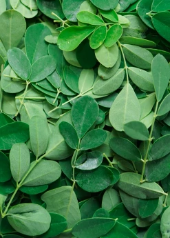 Sow Exotic Moringa (Moringa Oleifera) Medicinal & Culinary Herbs