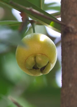 Sow Exotic Rose Apple (Syzygium Jambos)
