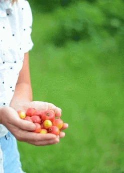 Sow Exotic Tropical Fruit & Spice Trees Guava, Strawberry (Psidium Cattleianum)