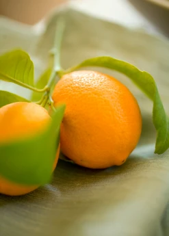 Sow Exotic Tropical Fruit & Spice Trees Meyer Lemon (Citrus × Meyeri)