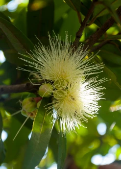 Sow Exotic Rose Apple (Syzygium Jambos)