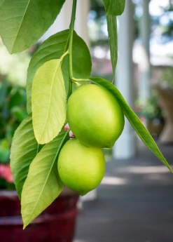 Sow Exotic Tropical Fruit & Spice Trees Meyer Lemon (Citrus × Meyeri)
