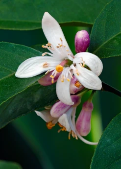 Sow Exotic Tropical Fruit & Spice Trees Meyer Lemon (Citrus × Meyeri)