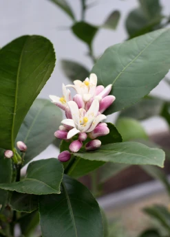 Sow Exotic Tropical Fruit & Spice Trees Meyer Lemon (Citrus × Meyeri)