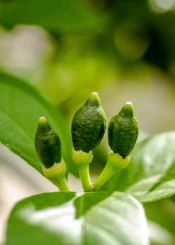 Sow Exotic Tropical Fruit & Spice Trees Meyer Lemon (Citrus × Meyeri)