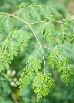 Sow Exotic Moringa (Moringa Oleifera) Medicinal & Culinary Herbs