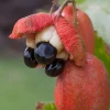 Sow Exotic Ackee (Blighia Sapida)