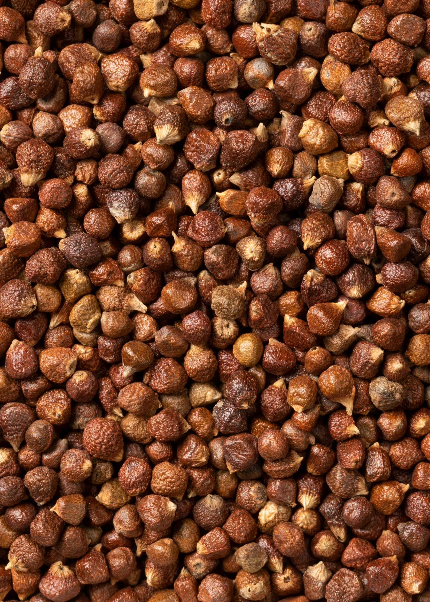 Sow Exotic Grains Of Paradise (Aframomum Melegueta) 1 Sow Exotic Grains Of Paradise (Aframomum Melegueta)