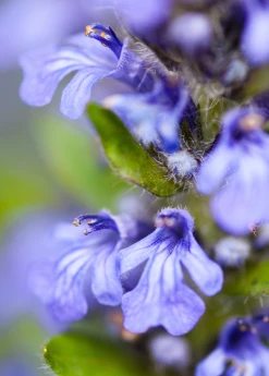 Sow Exotic Medicinal & Culinary Herbs Chocolate Chip Bugleweed (Ajuga)