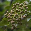 Sow Exotic Tropical Fruit & Spice Trees Allspice (Pimenta Dioica)