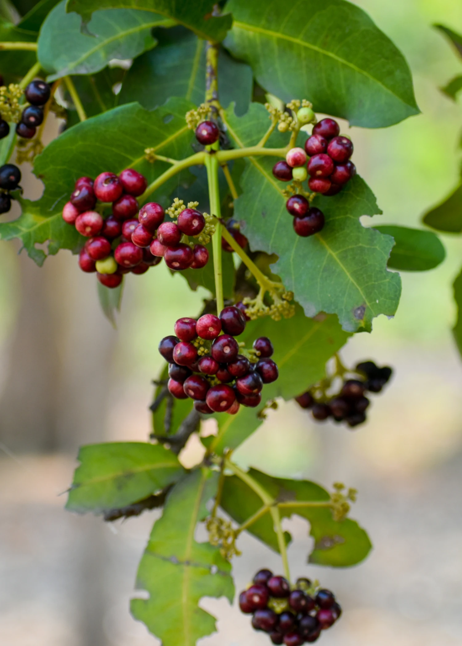 Sow Exotic Tropical Fruit & Spice Trees Allspice (Pimenta Dioica) 2 Sow Exotic Tropical Fruit & Spice Trees Allspice (Pimenta Dioica)