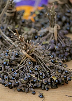 Sow Exotic Tropical Fruit & Spice Trees Allspice (Pimenta Dioica) 8 Sow Exotic Tropical Fruit & Spice Trees Allspice (Pimenta Dioica)