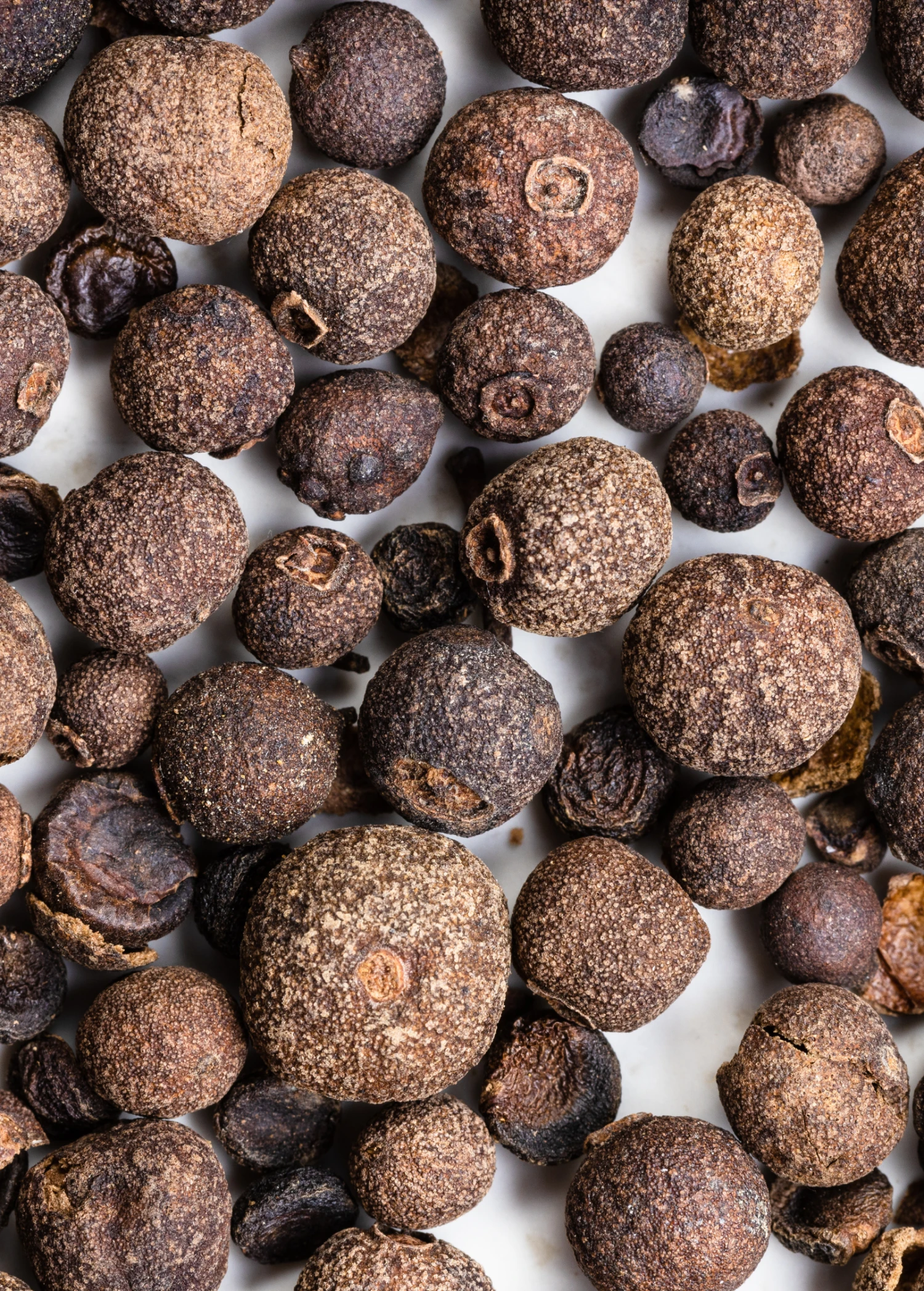 Sow Exotic Tropical Fruit & Spice Trees Allspice (Pimenta Dioica) 5 Sow Exotic Tropical Fruit & Spice Trees Allspice (Pimenta Dioica)