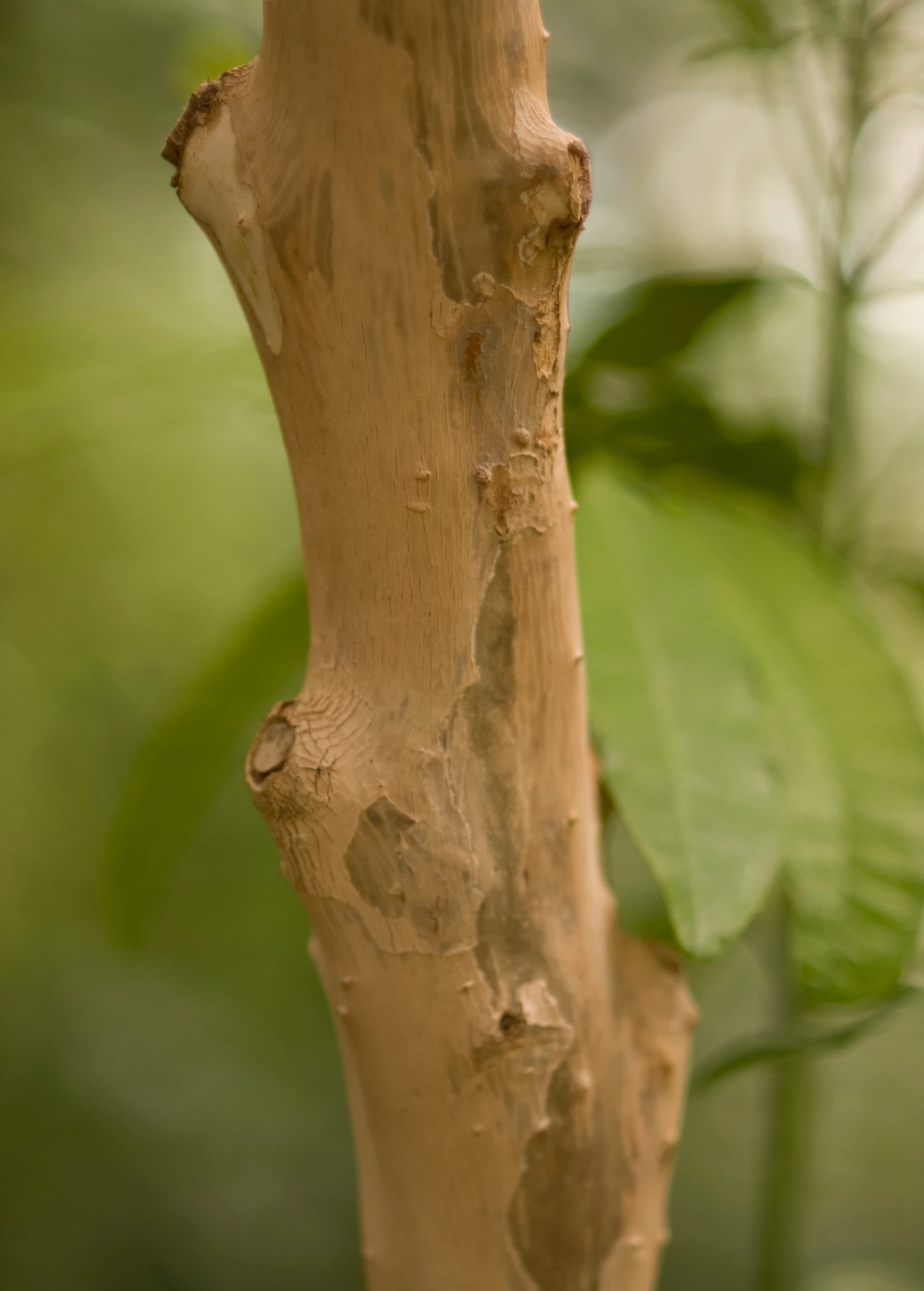 Sow Exotic Tropical Fruit & Spice Trees Allspice (Pimenta Dioica) 6 Sow Exotic Tropical Fruit & Spice Trees Allspice (Pimenta Dioica)