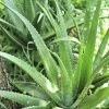 Sow Exotic Medicinal & Culinary Herbs Aloe (Aloe Vera)