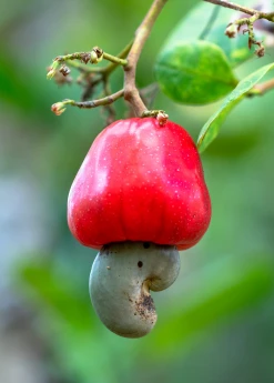 Sow Exotic Cashew, Red (Anacardium Occidentale) Tropical Fruit & Spice Trees