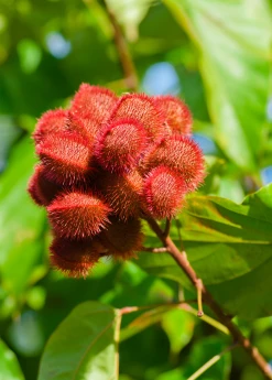 Sow Exotic Tropical Fruit & Spice Trees Annatto Achiote (Bixa Orellana) 11 Sow Exotic Tropical Fruit & Spice Trees Annatto Achiote (Bixa Orellana)