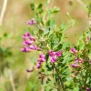 Sow Exotic Astragalus (Astragalus Membranaceus)