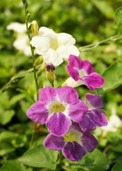 Sow Exotic Asystasia, Chinese Creeping Foxglove (Asystasia Gangetica) Medicinal & Culinary Herbs
