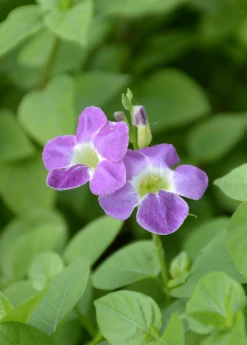 Sow Exotic Asystasia, Chinese Creeping Foxglove (Asystasia Gangetica) Medicinal & Culinary Herbs